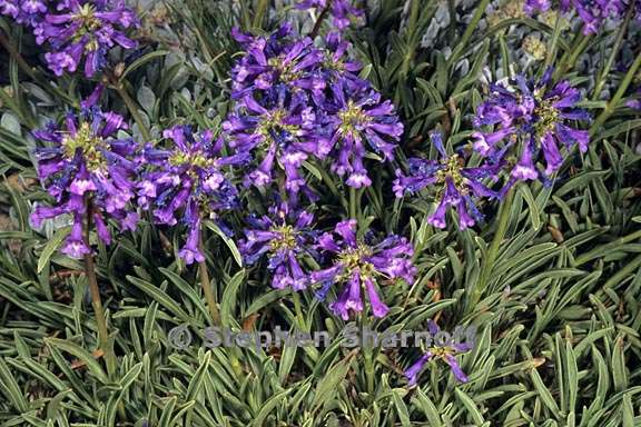 penstemon rydbergii var oreocharis 2 graphic